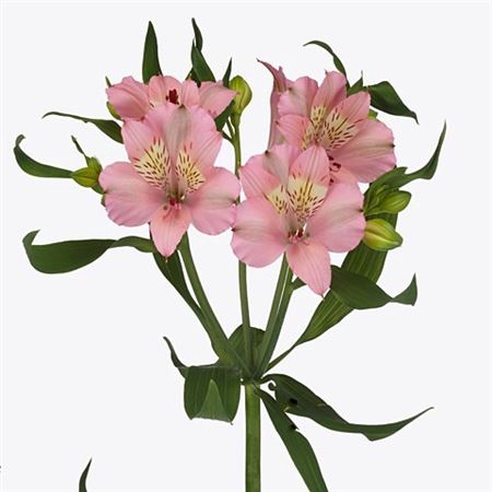 <h4>ALSTROEMERIA PERFECTION STEPHANIE</h4>