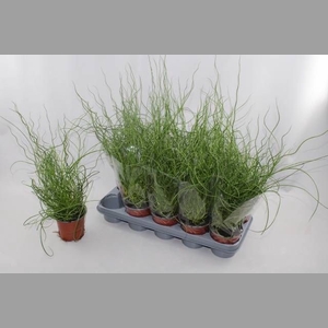 JUNCUS EF SPIRALIS