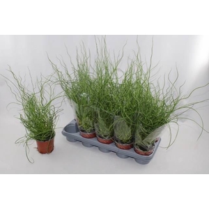 JUNCUS EF SPIRALIS