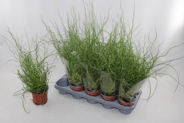 <h4>JUNCUS EF SPIRALIS</h4>