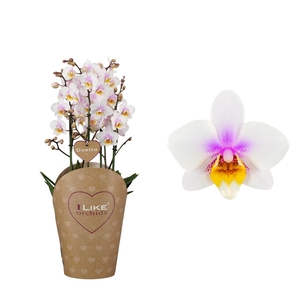 Duetto Multi San Jose 60+