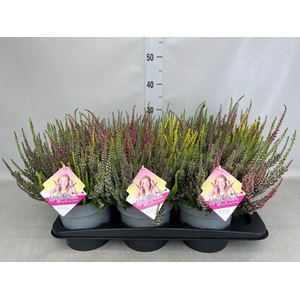 Calluna vulg. 'Beauty L High Five'