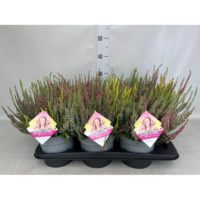<h4>Calluna vulg. 'Beauty L High Five'</h4>