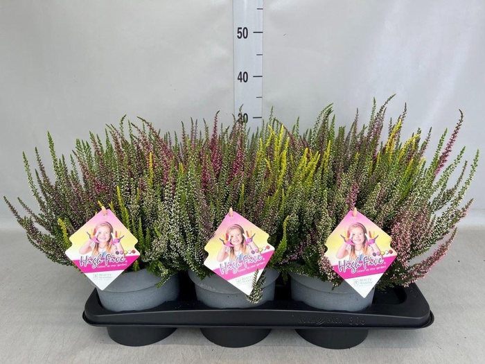 <h4>Calluna vulg. 'Beauty L High Five'</h4>