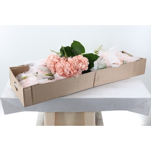 Hydr Light Peach T Sel Box