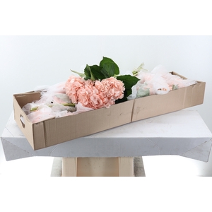 Hydr Light Peach Select Box