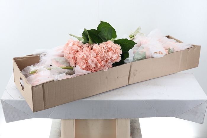 <h4>Hydr Light Peach Select Box</h4>