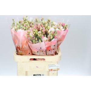 Eust Dy Alissa Fuchsia Rose