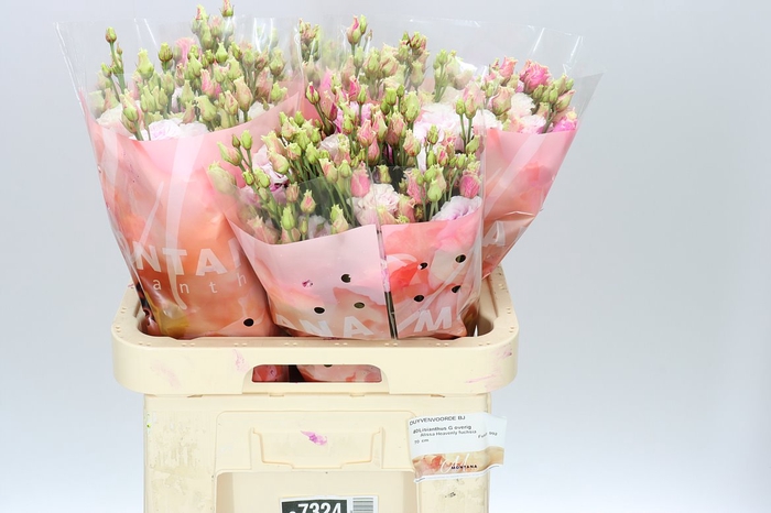 <h4>Eust Dy Alissa Fuchsia Rose</h4>