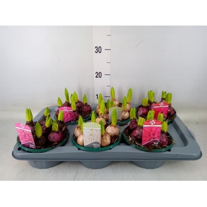 Hyacinthus orie.   ...mix 3