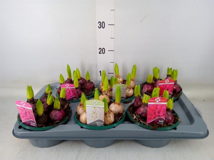 <h4>Hyacinthus orie.   ...mix 3</h4>