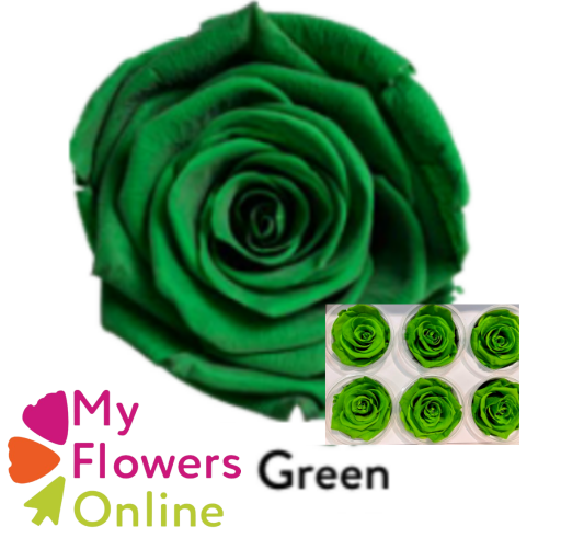 <h4>Roses Éternelles Vert Pomme x6</h4>