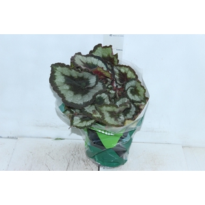 BEGONIA REX P17 CARACOL