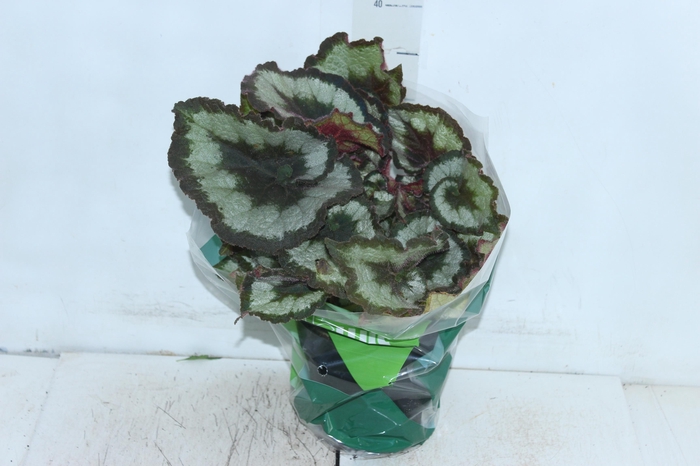 <h4>BEGONIA REX P17 CARACOL</h4>