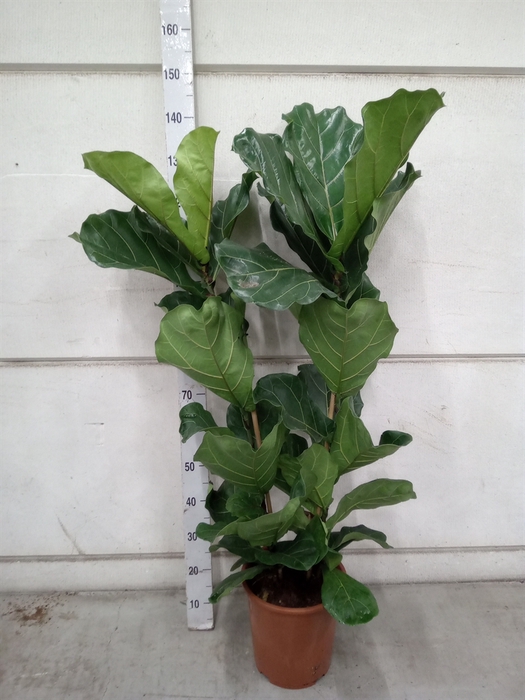 <h4>Ficus lyrata</h4>