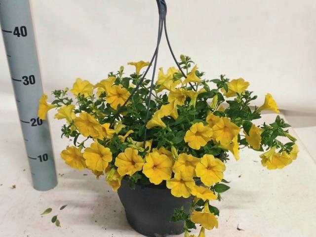 <h4>PET SJ LIME STAR</h4>
