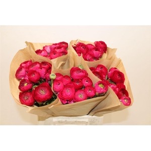 Ran Cloni Ex Fuchia 560 Ic