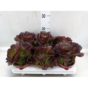 Aeonium arboreum 'Velours'
