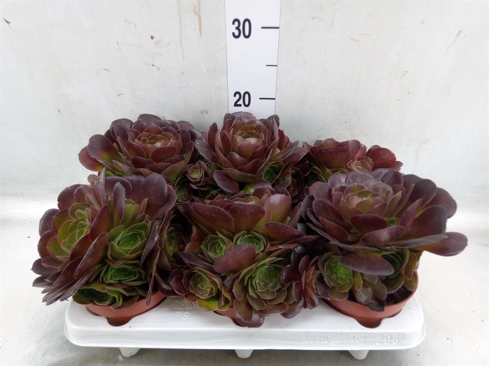 <h4>Aeonium arboreum 'Velours'</h4>