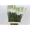 Matthiola Iron White