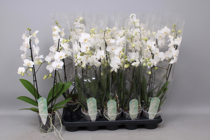 <h4>PHAL MF AN VENICE</h4>