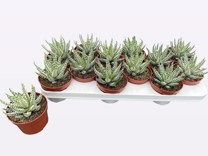 <h4>ALOE HUMILIS</h4>