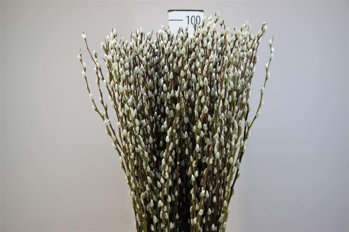 <h4>Salix Wilgenkatjes Natuur 90</h4>