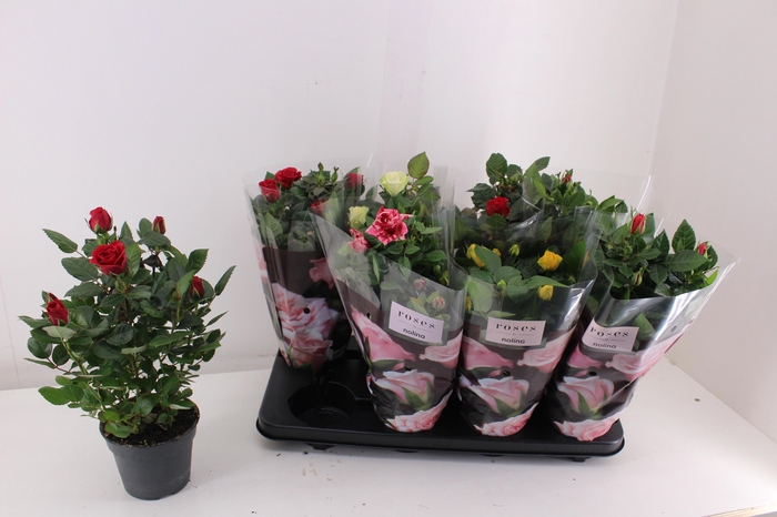 <h4>RO PATHIT GEM 5 SRT</h4>