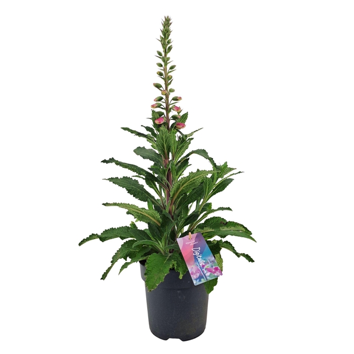 Digitalis purpurea Hanabee Pink