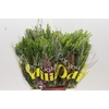 BQ Cape Greenmix