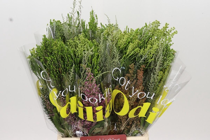 <h4>BQ Cape Greenmix</h4>