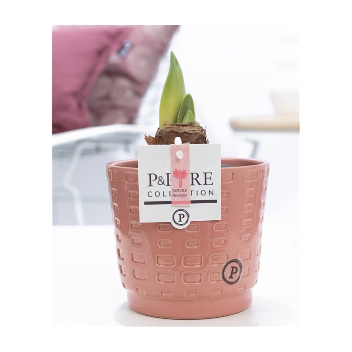 <h4>Hippeastrum pink in P&PURE Floor ceramics</h4>