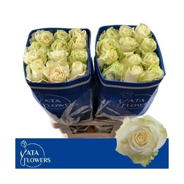 <h4>R gr Mondial L6</h4>