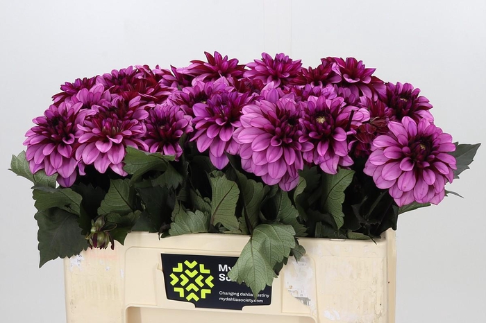 Dahlia Melissa Anne Marijke