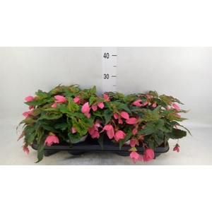 Begonia boliv. 'Dreams Hot Pink'