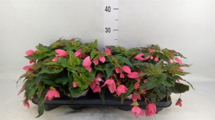 <h4>Begonia boliv. 'Dreams Hot Pink'</h4>