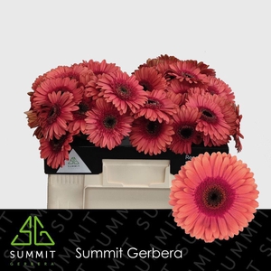 Gerbera Pirlo Water