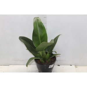 PHILODENDRON PACOVA P20