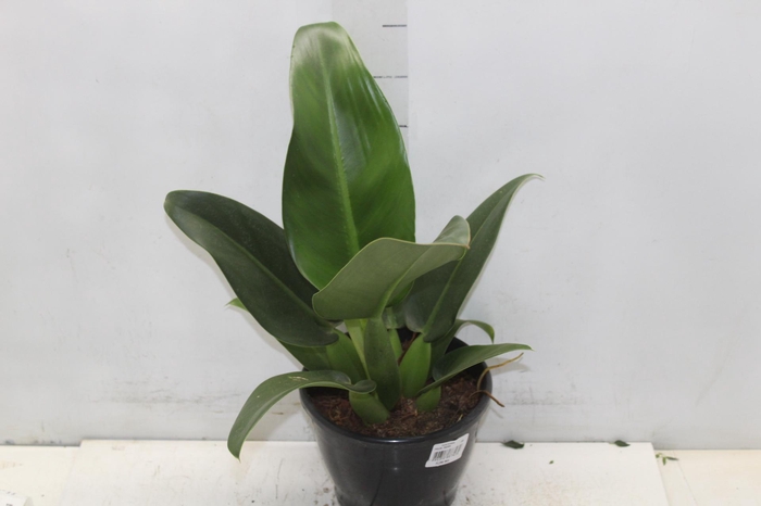 <h4>PHILODENDRON PACOVA P20</h4>