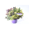 Hebe andersonii Garden Dream Quattro