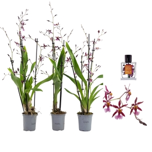 Inca Oncidium Katarina Zoch 4+ spike 9cm