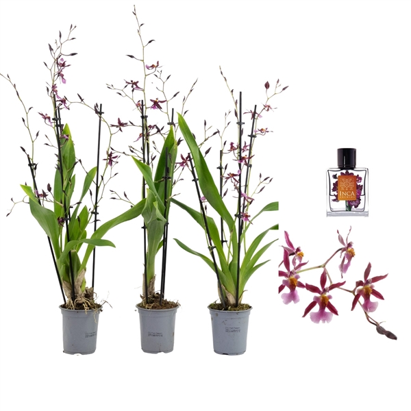 <h4>Inca Oncidium Katarina Zoch 4+ spike 9cm</h4>