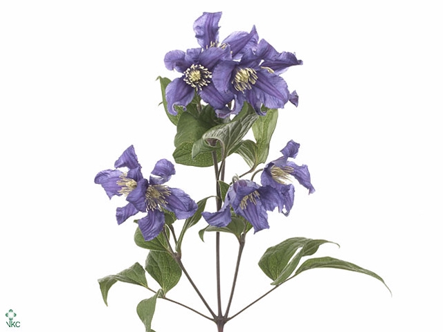 Clematis Blue Pirouette Extra