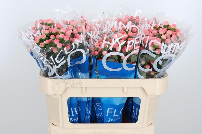 <h4>Hyp Coco Tiamo</h4>