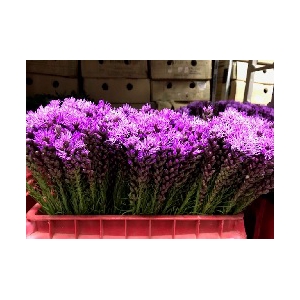 Liatris
