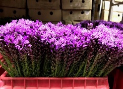 Liatris