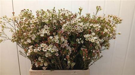 <h4>Chame Un Ella White 70cm</h4>