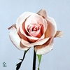 SYR V ENGLER WEISS T