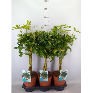 Schefflera arbor. 'Gold Capella'