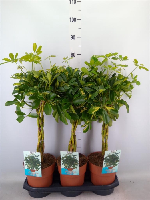 <h4>Schefflera arbor. 'Gold Capella'</h4>